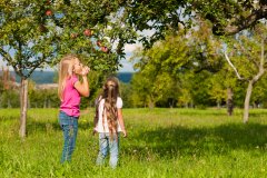 Obstbaum_iStock